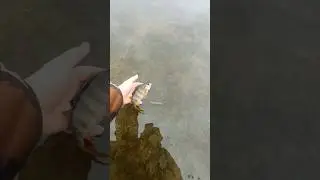 🌬Свободу Ікряним Окуням!🐟 #shorts #рибалка #fishing