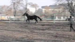 Продам лошадь. Жеребец. Холл. Сумы. Украина