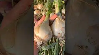 Сію насіння цибулі тільки цим способом, завжди з великим врожаєм 
