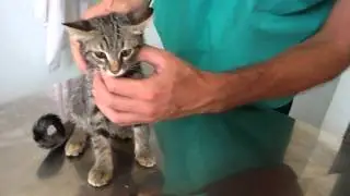 ep. 14 - Felpa goes to the veterinarian for one another vaccine! -