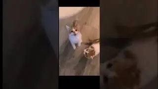 смешные видео про животных