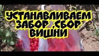 #Устанавливаем забор#сбор вишни🍒