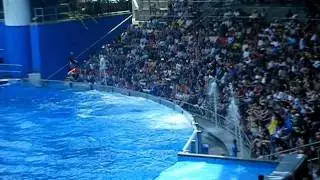 Shamu Show Seaworld Orlando FL