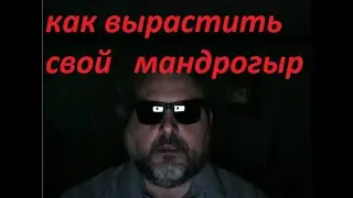 как вырастить свой мандрогыр