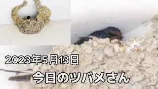 2023年5月13日のツバメさん