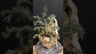 Пребонсай из можжевельника блю капет