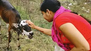 गाय को लड्डू खिलाया बहन ने