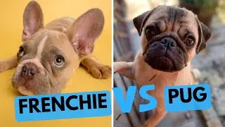 Pug vs French Bulldog - Dog Breed Comparison