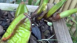 ЧТО ЦВЕТЕТ.. НЕМНОГО ПРО EPIGENEIUM ORCHID.. ПЕРЕСАДКА.. И ПРО ДОББИ