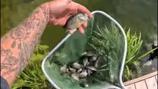Stocking my pond with hybrid bluegill from Beemer  fish farm (underwater footage)