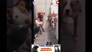 приколы с животными , смешные моменты , коты и собаки  , смех до слез #cat #dogs #animals