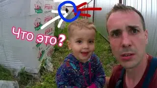 Артём заметил странное существо