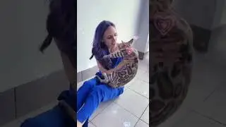 мой будущий производитель - Джастин. в следующим году ждём от него котят.