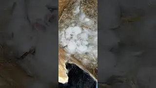 Первый окрол.