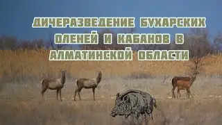 Дичеразведение бухарских оленей и кабанов в охотничьем хозяйстве Тасмурын!