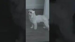2 собаки 