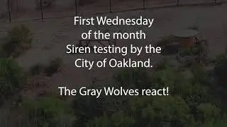 Gray Wolves howling at monthly siren test