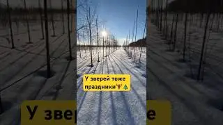 ИДЕАЛЬНАЯ ЗИМА в питомнике Венёв