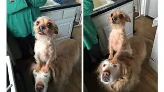 25 Funny Photos Of Dogs Who Have Mastered The Art Of Begging
