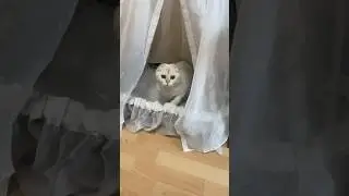 Кто это? Принцесса 👸, нет Вишня #cat #кисёныши #смешныеживотные #прикол #котики#animals #funny