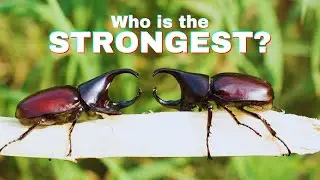 Top 3 Strongest Animals on Earth: Unbelievable Strength Revealed!