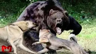 Bear vs. Kangal Dog. Moment Kangal Attacks Dangerous Wild Animals. Wild Animal Fight