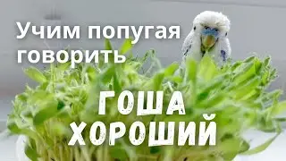 Учим попугая говорить 