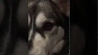 Talking husky back with a vengeance