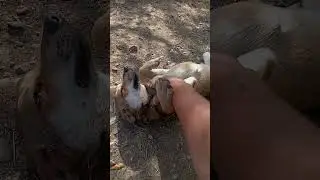 Нет возможности купить вкусняшки хвостикам.