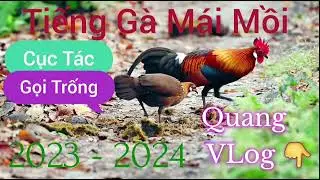 Tiếng Gà Mái Mồi Cục Tác | Gọi Bổi | Chuẩn 100%  2023- 2024
