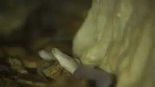 Proteo in slow motion