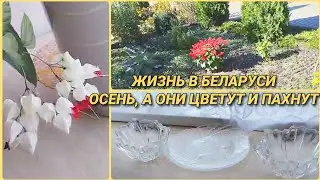 Осенний влог. Что купила. Цветы
