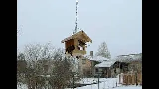 Putnu barotava. Slow motion.F eathered Friends' Feeding Frenzy. Aerial Dining Delights.