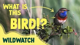 Have you seen this bird before? | WildWatch May #nature #birds #wetlands