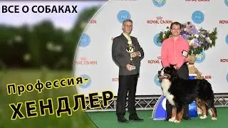 Профессия - хендлер ( хэндлер ).