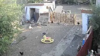 Гуси и самолет)