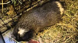 All About Female Dominance in Guinea Pigs!