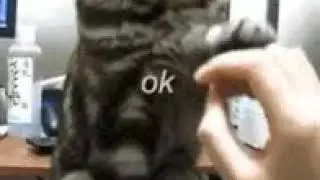 Не гладь