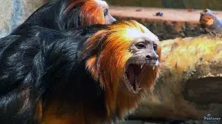 The Leningrad zoo. Golden-headed lion Tamarin (2021)