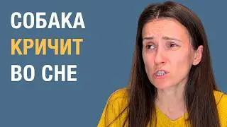 Why does a dog whine in its sleep and when is it dangerous?