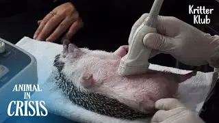 The Unseen Part Of Raising A Hedgehog... l Animal in Crisis Ep 332
