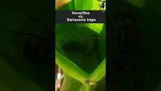 Hoverflies vs  Sarracenia trap