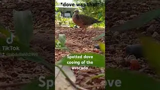 Spotted dove cooing of the avocado