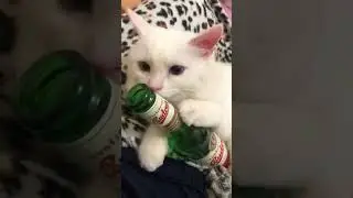 #cat #cats #catlover