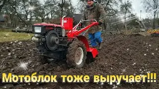 Сроки посадки ОЗИМОГО ЧЕСНОКА | Так делаю только я.