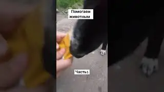 помогаем животным часть 1