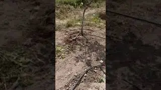 Ceviz bahçesi 6