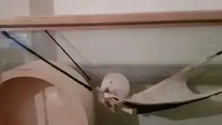 Элли и качели. Hamster und Schaukel. Weihnachtsgeschenk für Elli. Langstieleges Video mit Bonus.