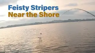 Feisty Stripers in 6 Feet of Water