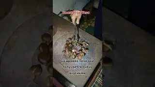 Roast chestnuts in Turkey!